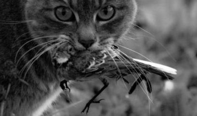​猫咪驱虫药用什么品牌更好？猫咪体内驱虫药大盘点！