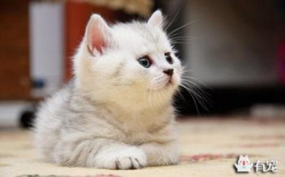 ​猫的小练笔150字