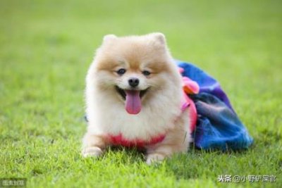 ​金毛吼下界带了上面宝物，金毛吼怎么打