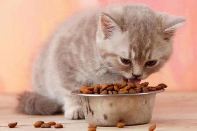​世界名猫之——加菲猫 异国短毛猫 加菲猫哪个国家的猫