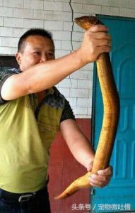 ​望月鳝？什么鬼？听说是剧毒！误食无救！