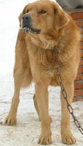 ​数量剧减，越来越珍惜的中国本土东北猎犬