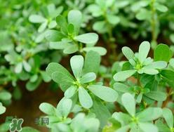 马齿苋能治荨麻疹吗？马齿苋可以治荨麻疹吗？