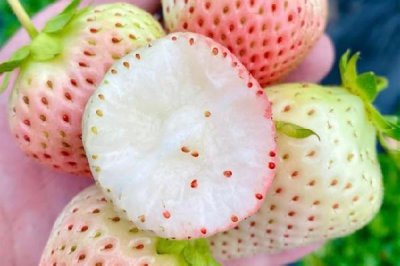 ​白草莓好吃还是红草莓好吃 白草莓什么味道