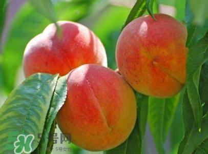 孕妇能吃桃子吗？孕妇吃桃子对胎儿好吗？