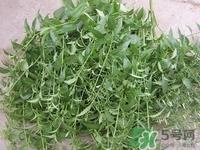穿心莲是什么?穿心莲的功效作用
