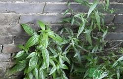 穿心莲是什么?穿心莲的功效作用