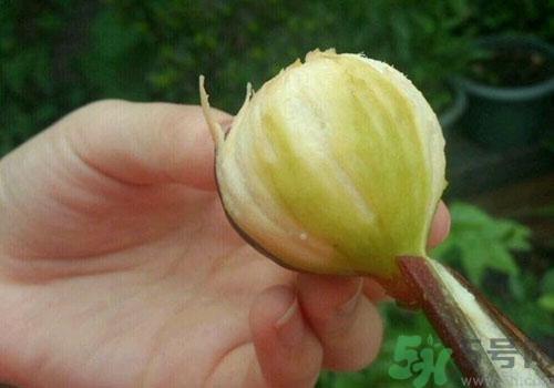 吃无花果要剥皮吗？吃无花果皮有什么好处？