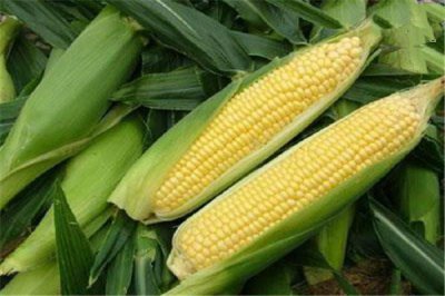 ​吃玉米的最佳时间 玉米粒可以煮面条吗