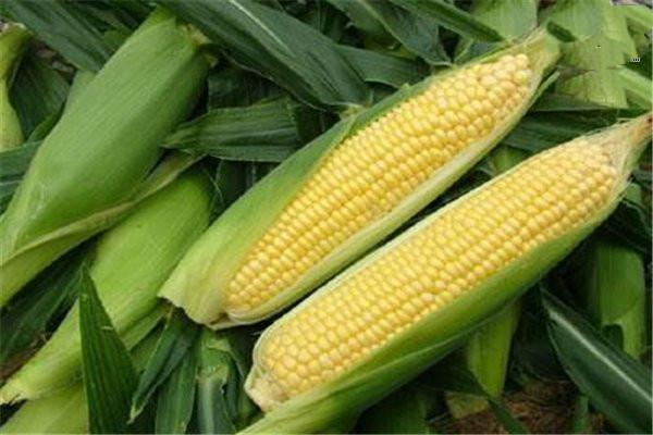 吃玉米的最佳时间 玉米粒可以煮面条吗