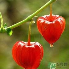 灯笼果的皮可以吃吗?灯笼果的皮有什么好处?