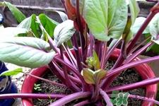 红菜苔的花可以吃吗？红菜苔上面的花能吃吗？