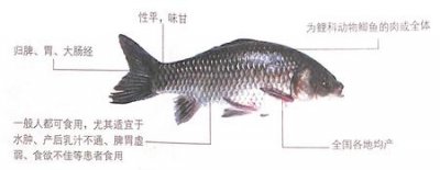 ​鲫鱼的功效作用之健脾利湿,活血通络