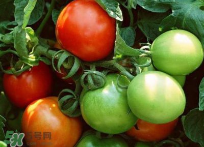 ​青西红柿放红了能吃吗？青西红柿放熟了能吃吗？