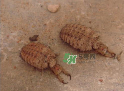 蚁狮的药用价值 蚁狮的作用和功效