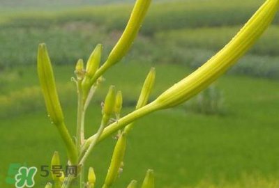 ​黄花菜是植物的什么部分？黄花菜要去芯吗？