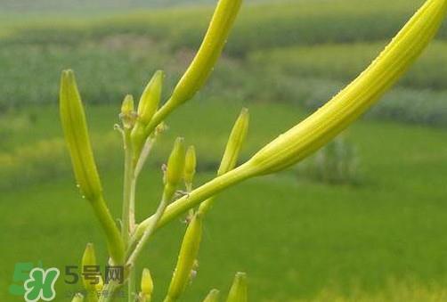 黄花菜是植物的什么部分？黄花菜要去芯吗？