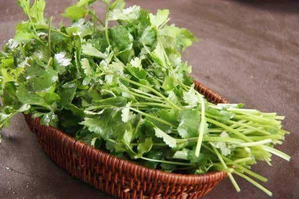 香菜不能和什么一起吃 香菜能和菠菜一起吃吗