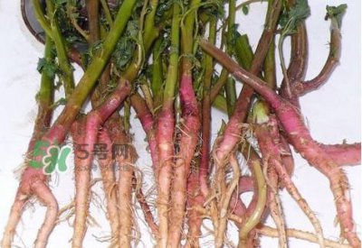 ​苋菜留根能长么？苋菜根为什么腌制前要水泡一整天