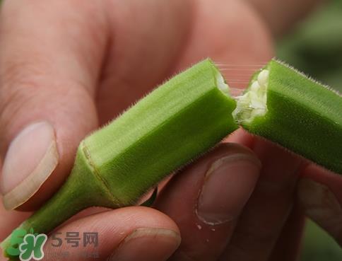 秋葵切开焯还是不切焯_秋葵切开焯水可以吃吗