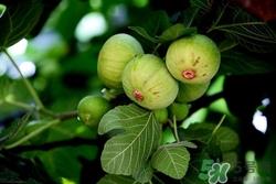 无花果可以和螃蟹一起吃吗?无花果和螃蟹一起吃会怎么样