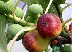 无花果可以和螃蟹一起吃吗?无花果和螃蟹一起吃会怎么样
