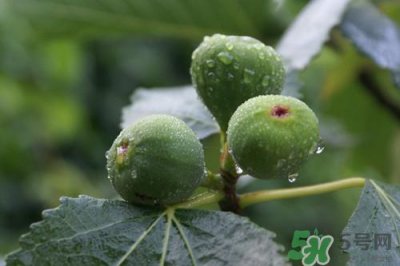 无花果可以和螃蟹一起吃吗?无花果和螃蟹一起吃会怎么样