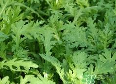 蓬花菜是什么菜?蓬花菜长什么样子?