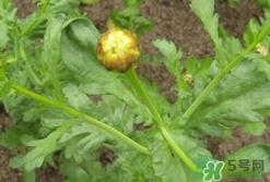 蓬花菜是什么菜?蓬花菜长什么样子?