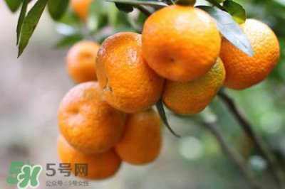 ​沙糖桔的热量高吗？一个沙糖桔的热量是多少？