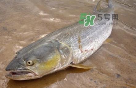 鳡鱼是什么鱼？鳡鱼是淡水鱼吗