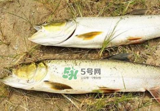 鳡鱼是什么鱼？鳡鱼是淡水鱼吗