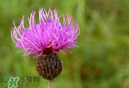 刺儿菜怎么保存?刺儿菜的保存方法