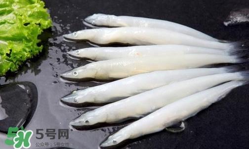 面条鱼是什么鱼？面条鱼是海水鱼吗