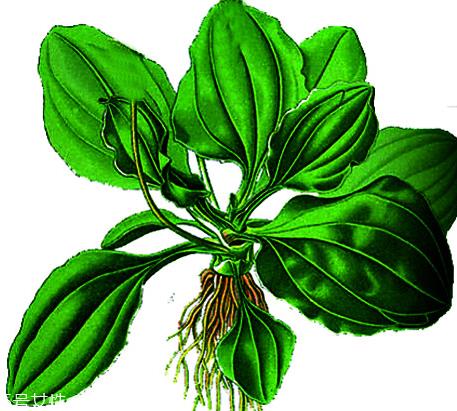 车前草和蒲公英能一起泡茶吗？车前草和蒲公英能一起吃吗？