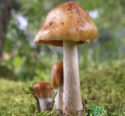 蘑菇可以放冰箱吗？蘑菇放冰箱长毛了能吃嘛？