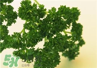 欧芹是什么?欧芹是不是西芹?