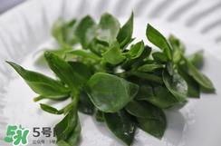 人参菜的功效与作用 人参菜的营养价值