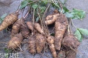 人中黄是什么药材 人中黄的制作方法