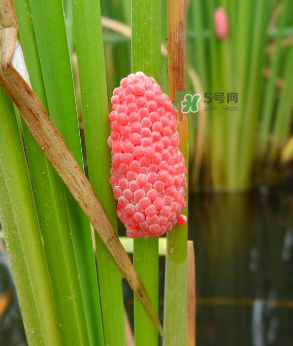 福寿螺吃什么生长?福寿螺吃水葫芦吗?