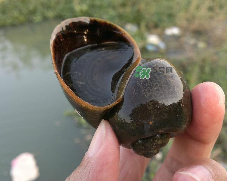 福寿螺吃什么生长?福寿螺吃水葫芦吗?
