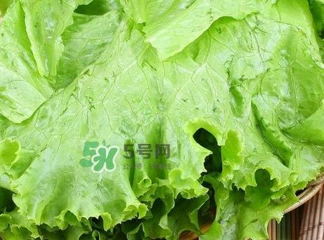 生菜变红还能吃吗_生菜变红是什么原因
