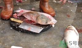 活黑鱼怎么杀?黑鱼怎么杀切片不会滑?
