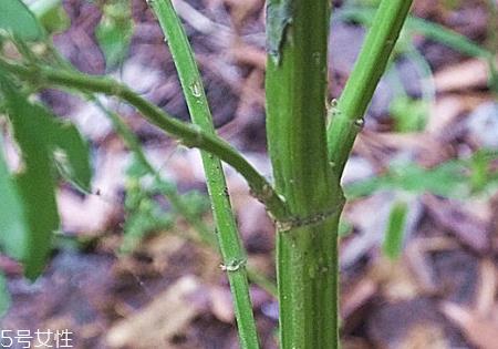 益母草的营养价值 营养价值极高