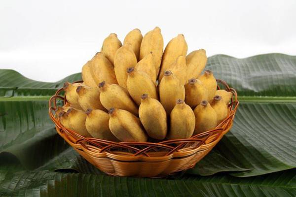 芭蕉有助于减肥吗 芭蕉能降血压吗