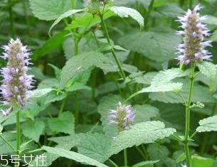 藿香是发物吗？皮肤过敏的人能吃藿香吗？