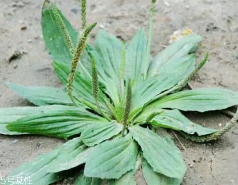 车前草怎么吃？车前草怎么做好吃？