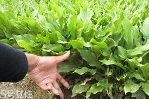 太子参什么时间种植 十月份左右