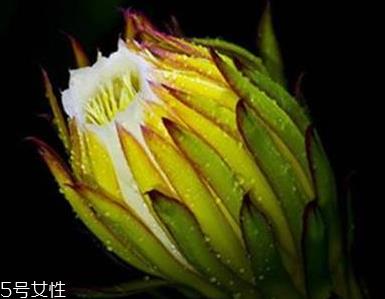 霸王花能吃吗 霸王花不仅能吃还很好吃