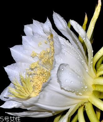 霸王花能吃吗 霸王花不仅能吃还很好吃